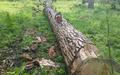 Спил и вырубка деревьев, корчевание пней - Оренбург, цены, предложения специалистов