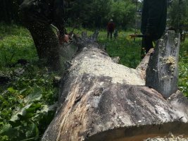 Спил и вырубка деревьев, корчевание пней стоимость услуг и где заказать - Оренбург